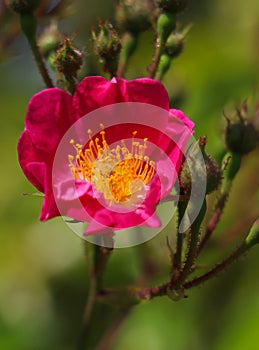 Spring flower concept. Perennial shrub with buds and blooming pink wild, bristly rose. Rosa nutkana, blur nature background,