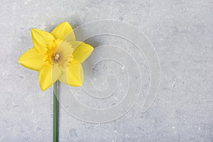 Spring flower on concrete a daffodil in stark contrast to a concrete background