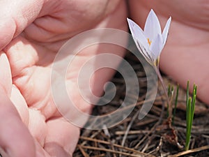 A spring flower is covered by human hands