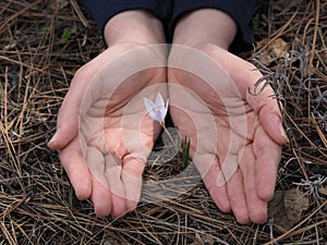 A spring flower is covered by human hands