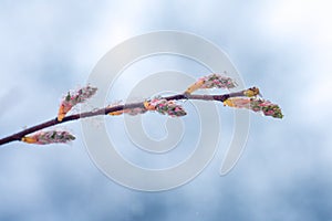 Spring flower covered by snow