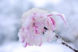 Spring flower covered by snow