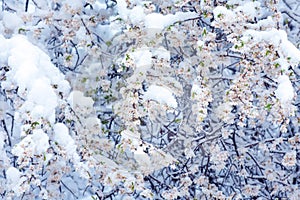 Spring flower covered by snow