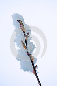 Spring flower covered by snow