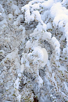 Spring flower covered by snow