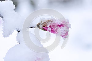 Spring flower covered by snow