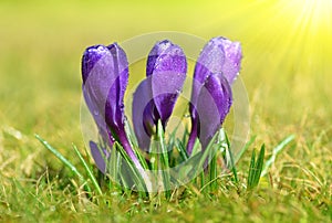 Spring flower Crocus with dew drops