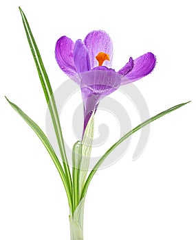 Spring flower - Crocus flower with leaves isolated on white background