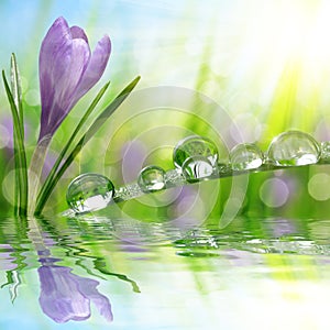 Spring flower Crocus and green grass with water drops.