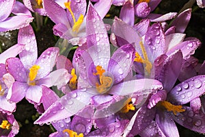 Spring Flower Crocuses are covered with drops of crystal clear d