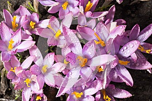 Spring Flower Crocuses are covered with drops of crystal clear d