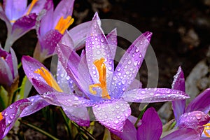 Spring Flower Crocuses are covered with drops of crystal clear d