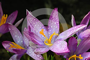 Spring Flower Crocuses are covered with drops of crystal clear d