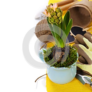 Spring flower in a cup and garden tools