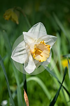 Spring flower daffodil blooming in the spring garden