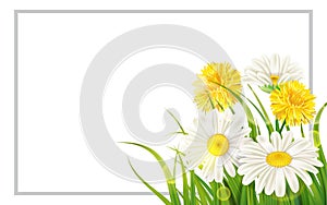 Spring flower daisy juicy, chamomiles yellow dandelions green grass background Template for banners, web, flyer. Vector