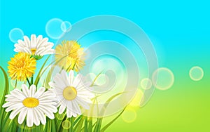 Spring flower daisy juicy, chamomiles yellow dandelions green grass background Template for banners, web, flyer. Vector