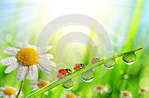 Spring flower Daisy and ladybugs on green grass with dew drops.