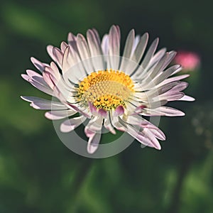 Spring flower - daisy. Macro shot of spring nature up close