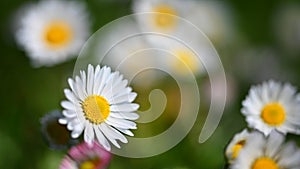 Spring flower - daisy. Macro shot of spring nature up close