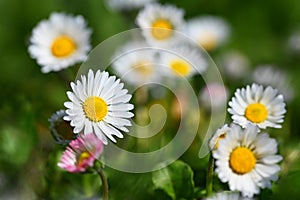 Spring flower - daisy. Macro shot of spring nature up close