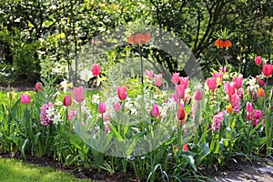 Spring Flower Display Featuring Parrot Tulips