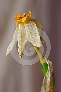 Spring flower - dried daffodil Narcissus poeticus