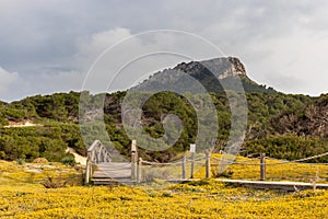 Spring flower field on beach cala mesquida with woorden footbridge leading to mountains in the background