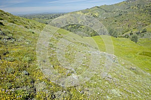 Spring flower fields and rolling hills of Figueroa Mountain near Santa Ynez and Los Olivos, CA photo