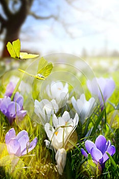 Spring flower and fly butterfly