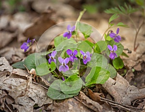 Spring flower in the forest, early spring. Herbaceous perennial plant - Viola odorata wood violet, sweet violet, english