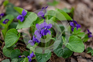 Spring flower in the forest, early spring. Herbaceous perennial plant - Viola odorata wood violet, sweet violet, english
