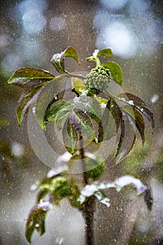 In the spring  a flower in the forest under snowfall