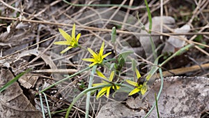Spring flower Gagea lutea or Yellow Star-of-Bethlehem. Lily family edible medical herb. Eurasian flowering plant
