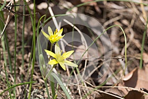 Spring flower Gagea lutea or Yellow Star-of-Bethlehem macro close-up. Lily family edible medical herb. Eurasian flowering plant