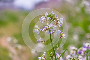 Spring flower garden