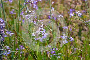 Spring flower garden