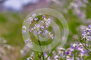 Spring flower garden