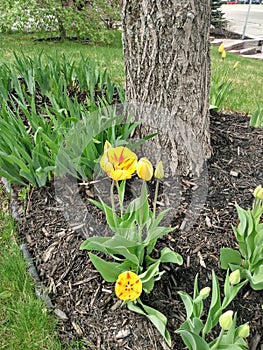 Spring flower garden Summers