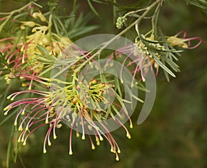 Spring flower grevillea winpara gem shrub photo