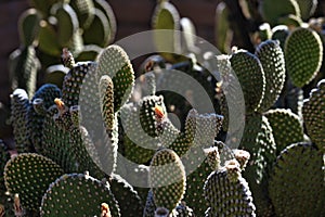 Spring flower growing on beavertail cactus in Arizona desert