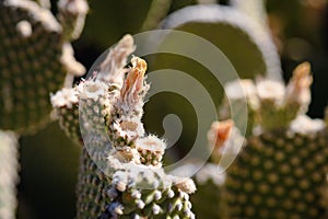 Spring flower growing on beavertail cactus in Arizona desert