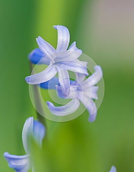 Spring flower head macro