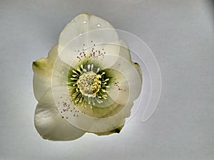 Spring flower hellebore on the white background