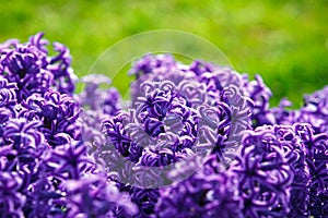 Spring flower hyacinth