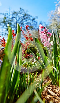 Spring flower hyacinth on garden bed