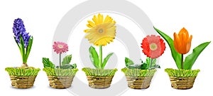 Spring flower isolated