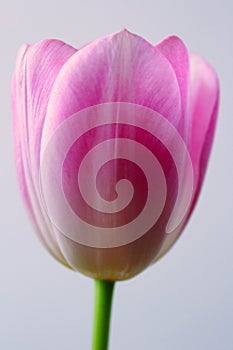 Spring Flower. Light pink tulip.Yellow core. Delicate pink petals of a tulip. Spring mood.