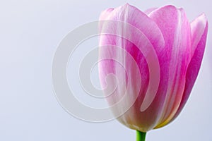 Spring Flower. Light pink tulip.Yellow core. Delicate pink petals of a tulip. Spring mood.