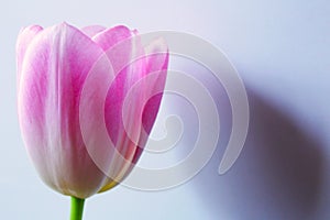 Spring Flower. Light pink tulip.Yellow core. Delicate pink petals of a tulip. Spring mood.